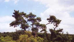 Franzosenkiefer in der Hecke hinter dem Weitendorfer Ende